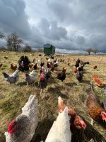 Hähne, Marans. Araucana, Leghorn, Cream Legbar, Mechelner, Mix Brandenburg - Briesen (Mark) Vorschau