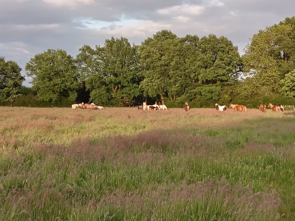 Resthof /Pferdehof in Alleinlage mit 16,4 ha Land in Ganderkesee