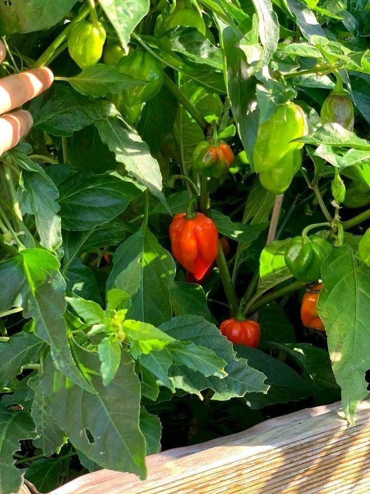 Profi Hochbeet Sibirische Lärche in Gütersloh