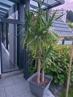 Größe Yucca Palme Baden-Württemberg - Gaggenau Vorschau