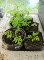 Einjähriger Beifuß - Artemisia Annua - Jungpflanzen abzugeben! Schleswig-Holstein - Flintbek Vorschau