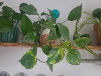 Zimmerpflanzen Efeutute, Tradescantia, Chlorophytum Berlin - Charlottenburg Vorschau