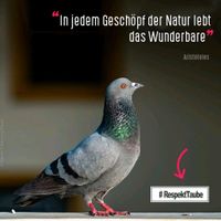 Tierschutzprojekt sucht Vogelfreunde Wuppertal - Oberbarmen Vorschau