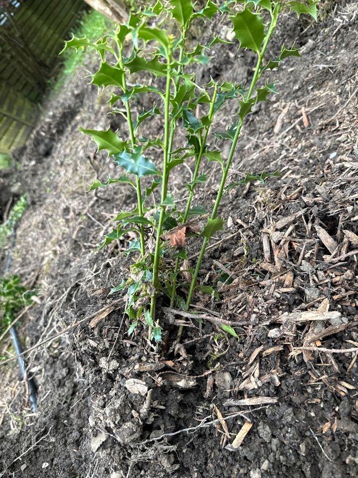 Ilex Pflanzen mit Wurzeln in Remscheid