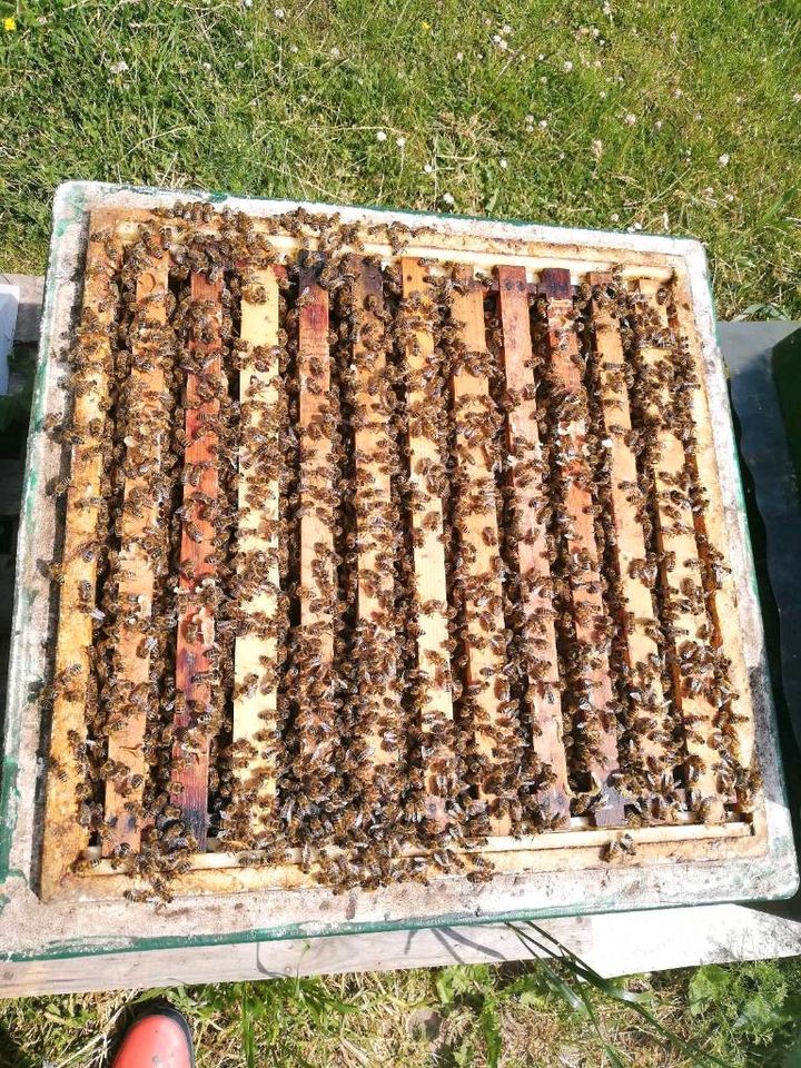 Wirtschaftsvolk Carnica Bienen Volk DNM 2023 oder Ableger in Lütjenburg