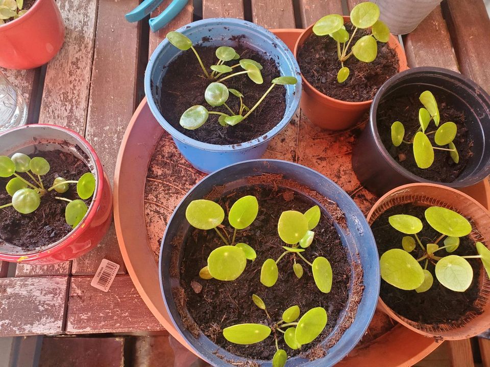 Pilea Ufopflanze Geldbaum in Heidelberg