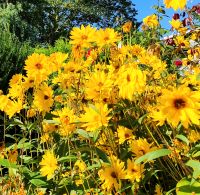 Blumen-Stauden und andere Pflanzen Mecklenburg-Vorpommern - Putbus Vorschau