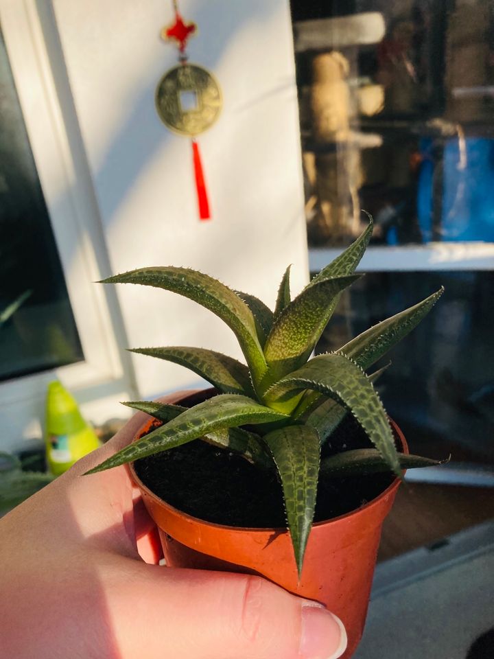 Mittelgroße Sukkulente bewurzelte mit Topf Haworthiopsis Limif. in Berlin