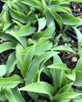 Hosta Funkie Paradise Puppet kleines grünes Blatt Mini Niedersachsen - Bad Pyrmont Vorschau