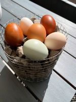 Täglich frische Eier Nordrhein-Westfalen - Unna Vorschau