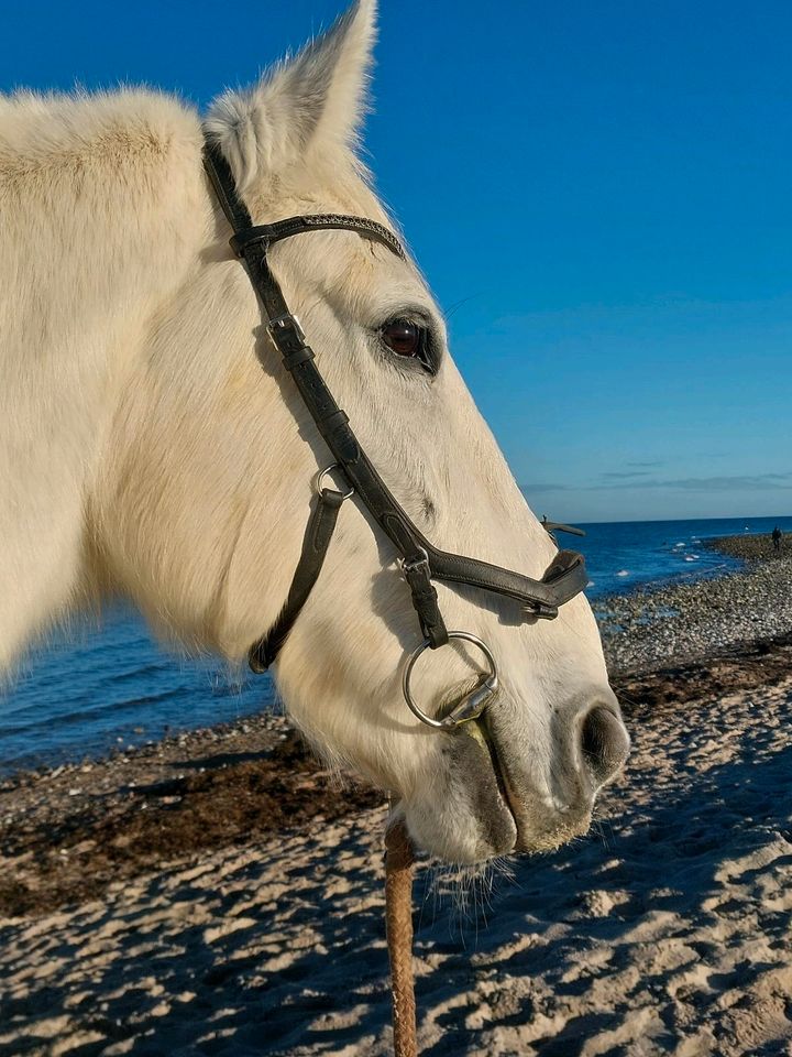 Suche Reitbeteiligung /Pflegebeteiligung (Pferd sucht Reiter) in Lütjenburg