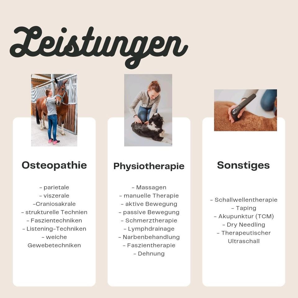 Osteopathie für Pferde / Pferdeosteopathie in Rostock