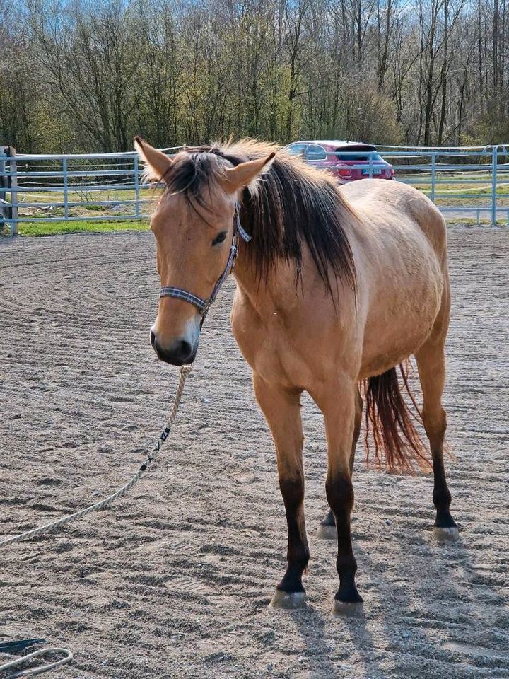 Begabte Dt. Reitpony Stute zum Verkauf in Großkarolinenfeld