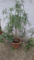 Oleander weiß Essen - Essen-Borbeck Vorschau
