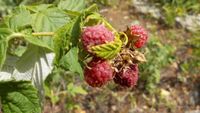 Himbeeren Pflanzen Berlin - Rudow Vorschau