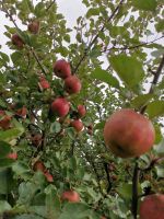 Rhöner Bio Äpfel Boskoop Thüringen - Schleid Vorschau