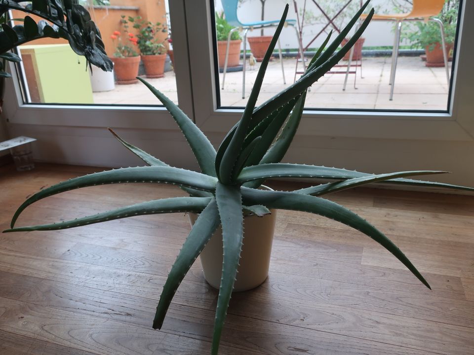 Aloe Vera Pflanzen zu verkaufen / NUR Abholung in Freiburg in Freiburg im Breisgau