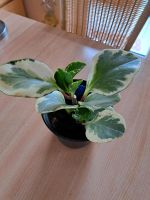 Peperomia Obtusifolia variegata Baden-Württemberg - Kenzingen Vorschau