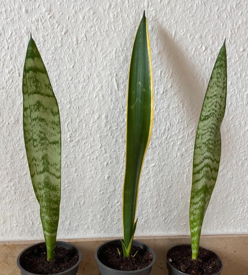 Bogenhanf / Sanseviera Pflanzen H: ca. 34-38 cm groß. (2EUR/Stk.) in Viersen