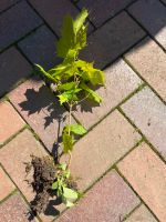 Ahorn sämling 20 cm Baum Walnuss Zwetschge wildkirsche Nordrhein-Westfalen - Borgholzhausen Vorschau