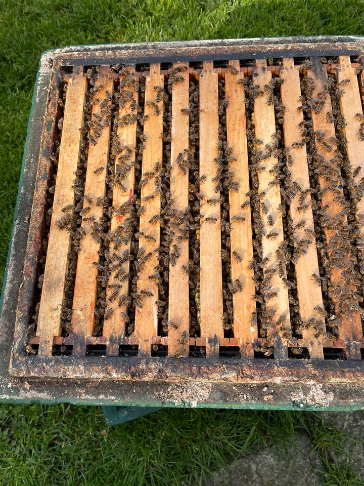 Bienen Bienenvolk auf Wunschgrösse Imkerei in Buxtehude