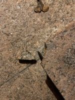 Steinmetz zur Austausch Granitplatte gesucht Baden-Württemberg - Auenwald Vorschau