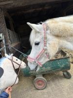 Reiten Ponyführen Pflegebeteiligung Nordrhein-Westfalen - Kempen Vorschau