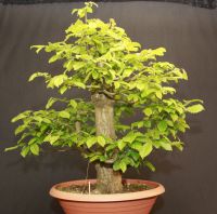 Bonsai Hainbuche carpinus betulus Rohling neue Bilder Niedersachsen - Hildesheim Vorschau