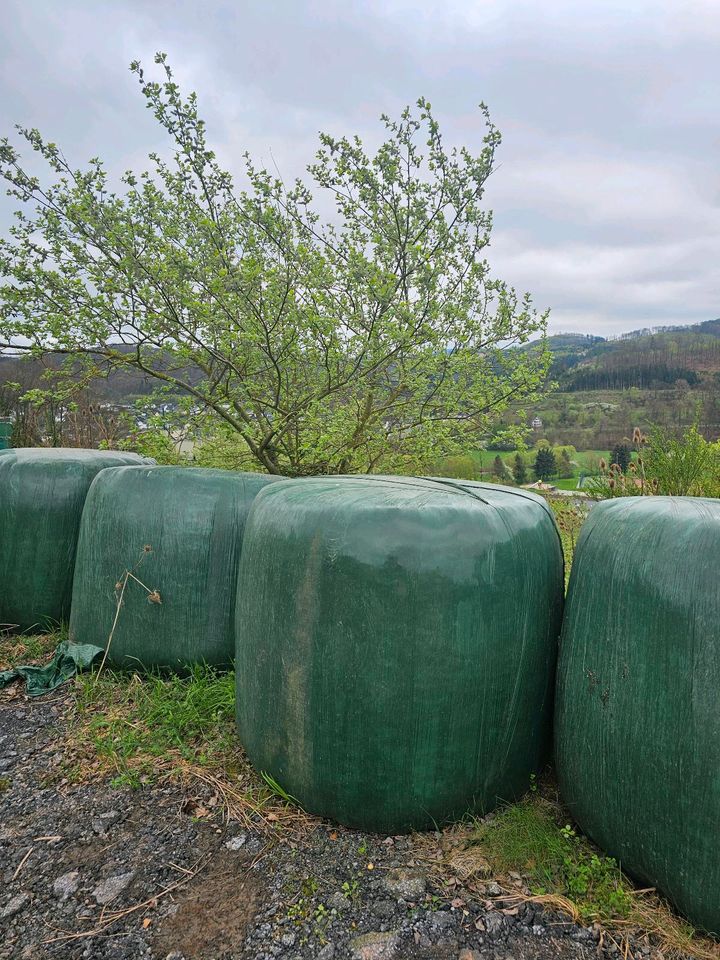 Grassilage Ballen in Meschede