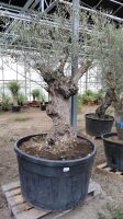 Alter Olivenbaum Olea europaea knorriger Stamm 2-3m Olive Nordrhein-Westfalen - Nordkirchen Vorschau