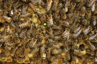 standbegattete Bienen Königin aus 2024 Carnica Baden-Württemberg - Schlierbach Vorschau