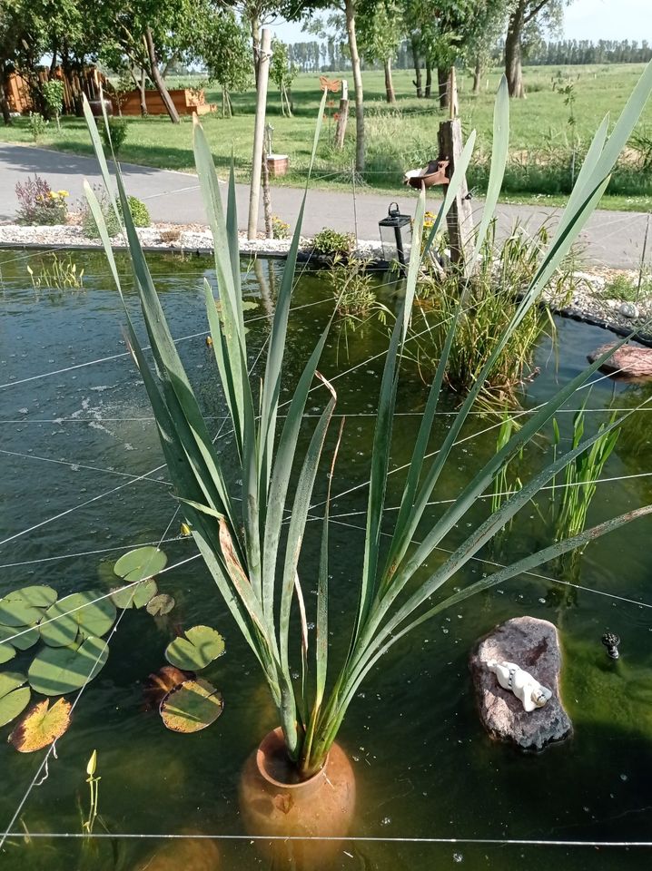 Rohrkolben für Koiteich oder Teich in Nordleda