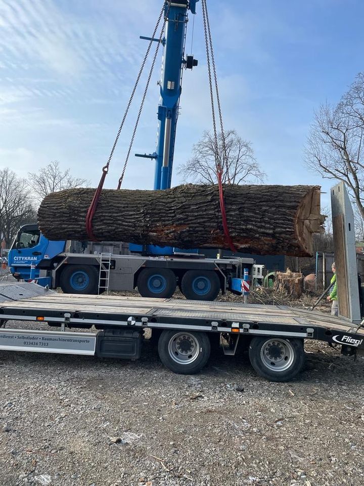 XXL Baumstamm , Silberpappel, keine Eiche, 10T, 1,60m Durchmesser in Herzfelde