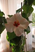 Hibiskus, rosa, sehr groß Hamburg-Mitte - Hamburg Billstedt   Vorschau