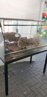 Terarium 60x60x120,Kleintiere Nordrhein-Westfalen - Hürth Vorschau