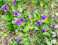 Bio Duftveilchen Viola Märzveilchen Bodendecker Wildbienen Nordvorpommern - Landkreis - Franzburg Vorschau