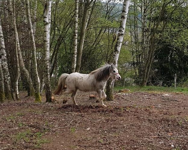 Ponystute Welsh A schimmelstute in Olbernhau