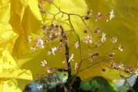 Gartenpflanze Bodendecker Purpurglöckchen rosa Hessen - Steinbach Vorschau