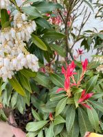 Schöne 12 Jahre alte winterharte Kübelpflanze für Balkon/Garten Wuppertal - Elberfeld Vorschau