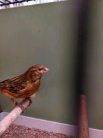 Kanarienvogel Kanarien Hahn Hähne schwarz-rot rot mosaik. Bayern - Brunnen Vorschau