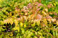 Lampionbaum, Gartenbaum, Bienenbaum, Klimabaum, Zukunftsbaum Thüringen - Stotternheim Vorschau