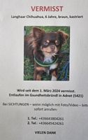 Hund entlaufen Bailey Bayern - Rosenheim Vorschau