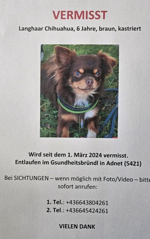 Hund entlaufen Bailey in Rosenheim