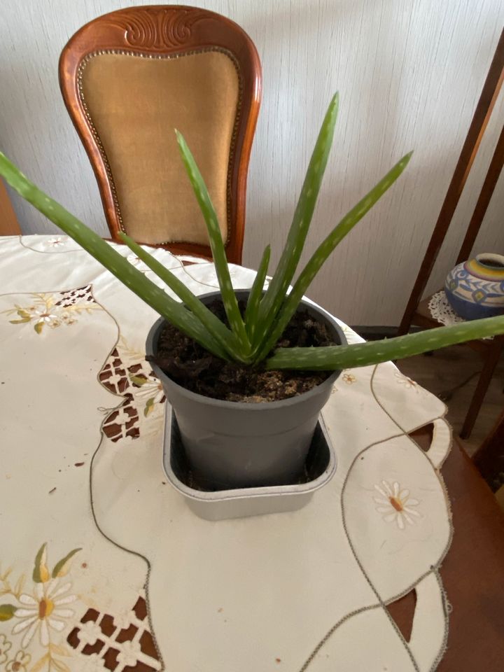 Echte Aloe Vera in Leipzig