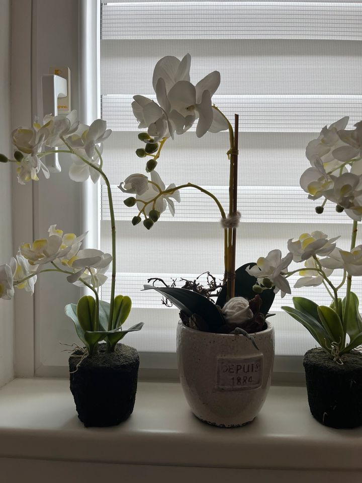 Orchideen 4 Stück in Tecklenburg