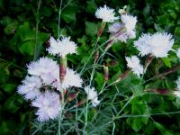 Gartennelke rosa Federnelke Dianthus plumarius Beet-Staude Hessen - Liebenau Vorschau