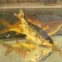 Koi ca. 20cm silber dunkel abgesetzt gelbton am Kopf Sachsen - Grünhain-Beierfeld  Vorschau