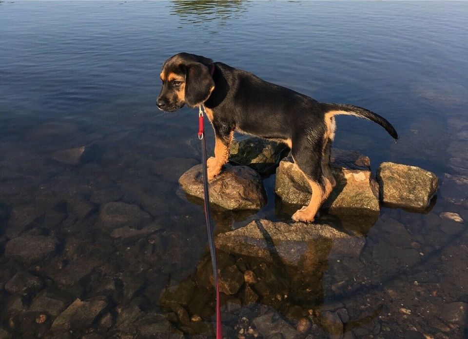 Wurfgeschwister und Geschwister gesucht: Beagle-Labrador aus Leip in Cottbus