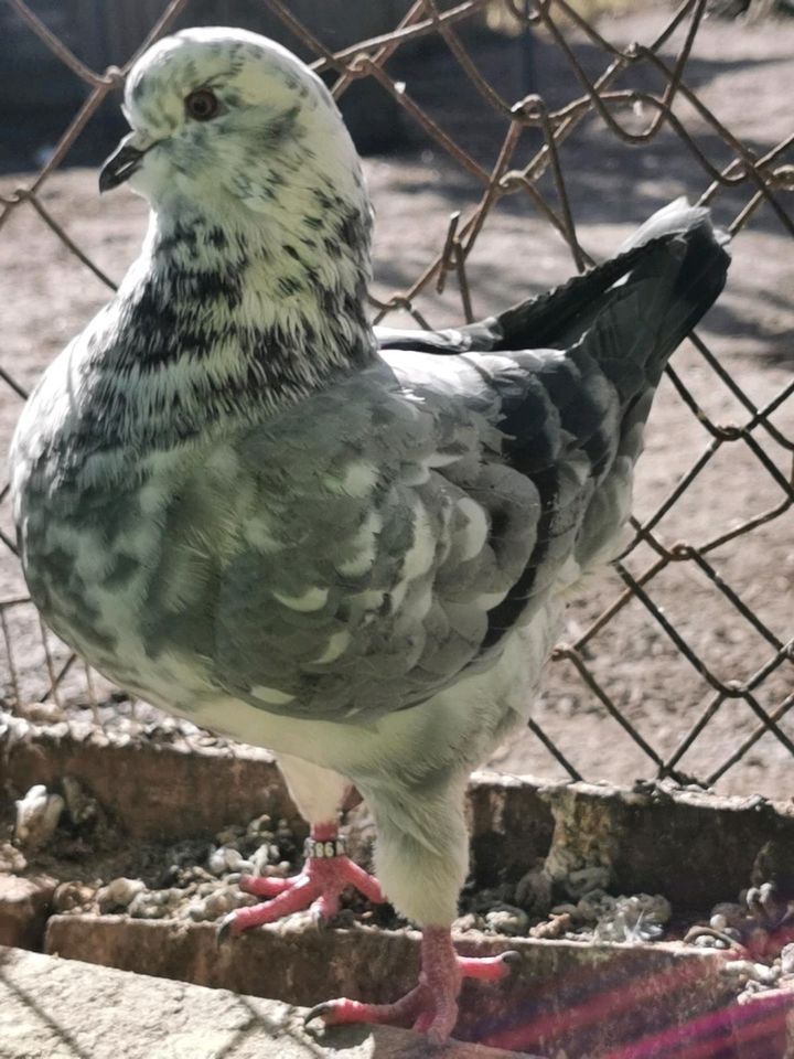 Kingtauben blaugescheckt in Bismark (Altmark)