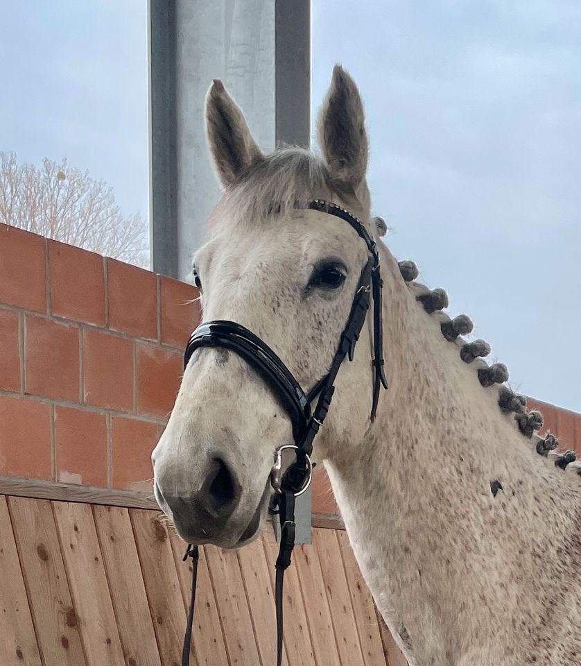 Zuchtstute / Springpferd - Quidam de Revel x Calido x Landadel in Wolfhagen 